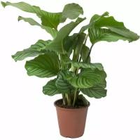 Растения Калатея купить в Москве недорого, каталог товаров по низким ценам в интернет-магазинах с доставкой