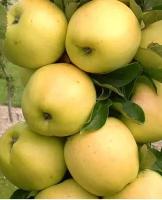 Саженцы яблони купить в Москве недорого, каталог товаров по низким ценам в интернет-магазинах с доставкой