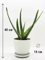 Комнатные растения агава купить в Москве недорого, каталог товаров по низким ценам в интернет-магазинах с доставкой