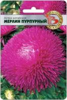 Астры мерлин пурпурный купить в Москве недорого, каталог товаров по низким ценам в интернет-магазинах с доставкой