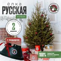 Новогодние живые елки купить в Ярославле недорого, в каталоге 579 товаров по низким ценам в интернет-магазинах с доставкой