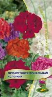 Растения Пеларгония купить в Москве недорого, каталог товаров по низким ценам в интернет-магазинах с доставкой