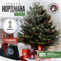 Новогодние живые елки купить в Перми недорого, в каталоге 578 товаров по низким ценам в интернет-магазинах с доставкой