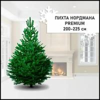 Новогодние живые елки купить в Москве недорого, в каталоге 3811 товаров по низким ценам в интернет-магазинах с доставкой