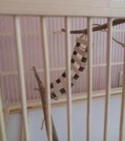 Игрушки и декор для птиц купить в Тюмени недорого, в каталоге 4001 товар по низким ценам в интернет-магазинах с доставкой