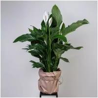 Комнатные растения спатифиллум купить в Москве недорого, каталог товаров по низким ценам в интернет-магазинах с доставкой
