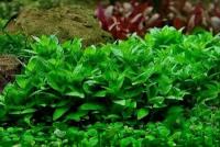 Искусственные и живые аквариумные растения купить в Нальчике недорого, в каталоге 5957 товаров по низким ценам в интернет-магазинах с доставкой