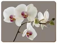 Подставки на пробке средние Гармония орхидей 30х23 см (6шт)