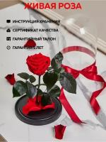 Вечные розы купить в Москве недорого, каталог товаров по низким ценам в интернет-магазинах с доставкой